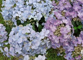 scale_1200 (1)